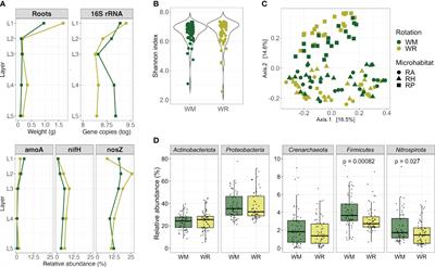 Soil depths and microhabitats shape soil and root-associated bacterial and archaeal communities more than crop rotation in wheat